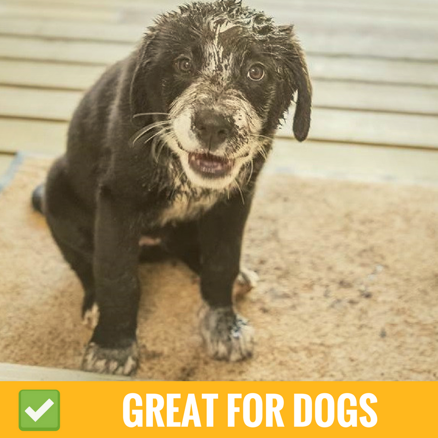 A Clean Home with a Pet – Possible!